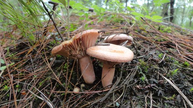 云南野生菌最全攻略，昆明這些地方盛產(chǎn)野生菌你知道幾個 