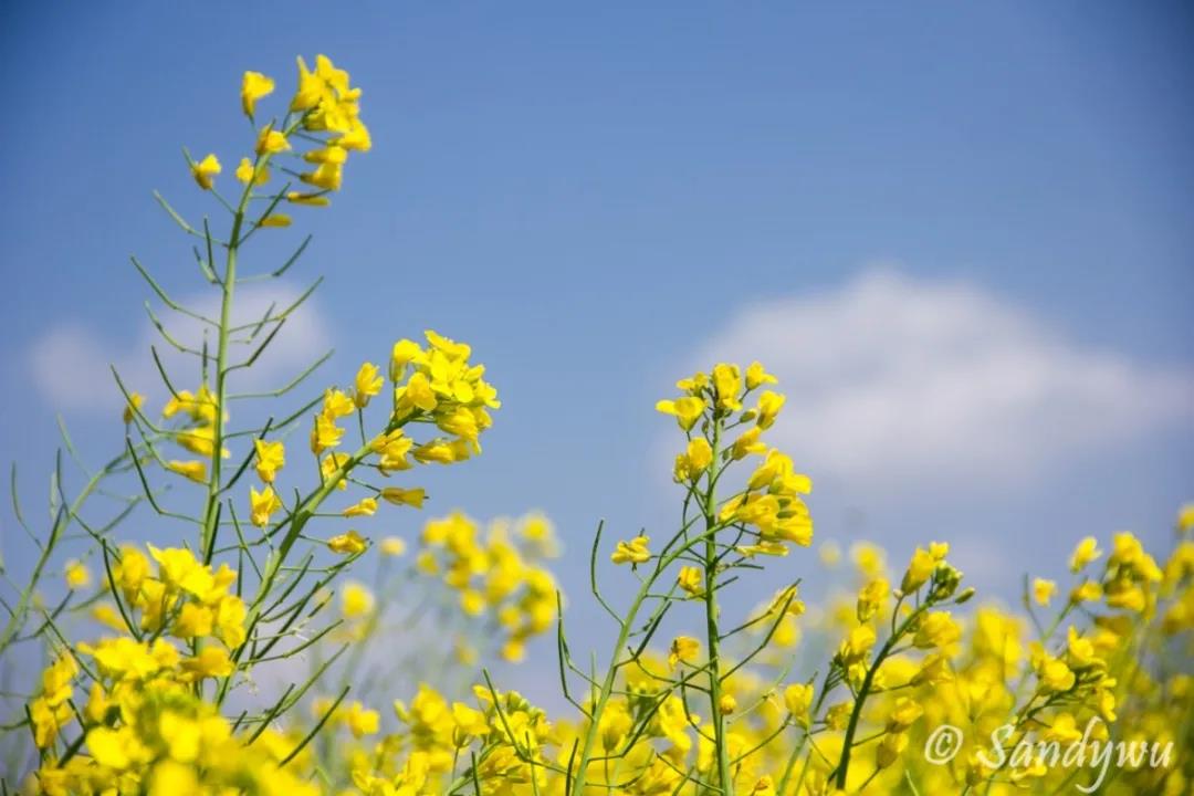 3月昆明，宜“春光乍泄”！