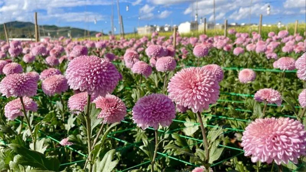 冬日到永仁縣猛虎鄉(xiāng)享暖陽賞花田