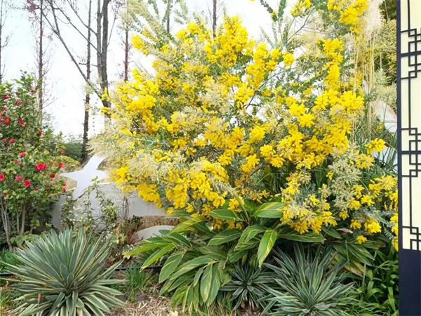 尋花覓影的小小滿足！捕捉大觀樓公園里的“芳蹤”|春城冬韻·繁花